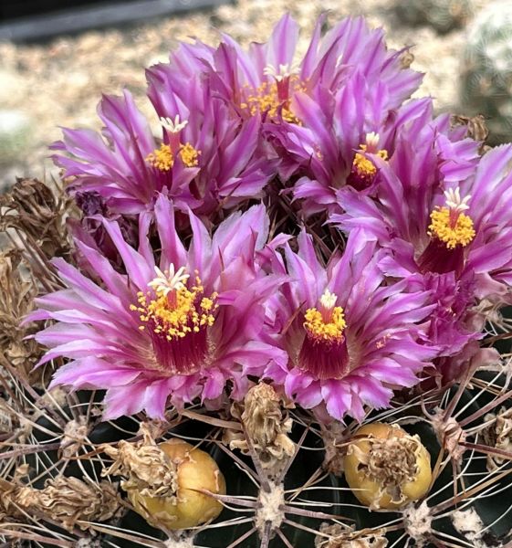 Ferocactus fordii